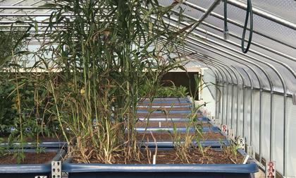 Combining Old and New: Aquaponics Opens the Door to Indigenous Food Security