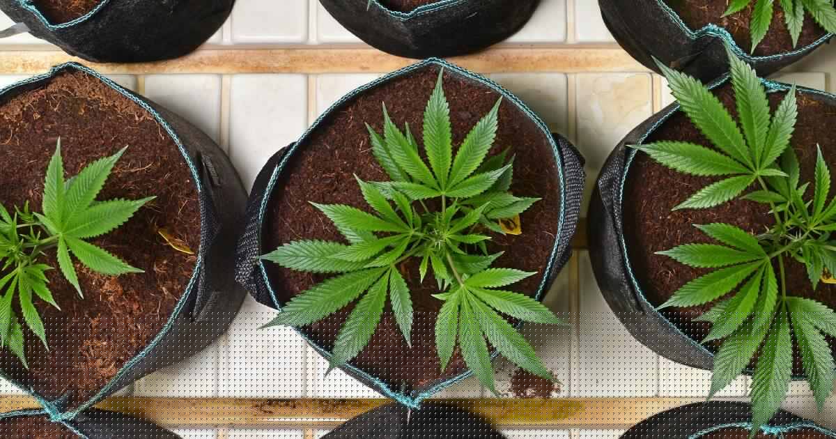 Trespasser stole items from house after resident arrested in drug raid