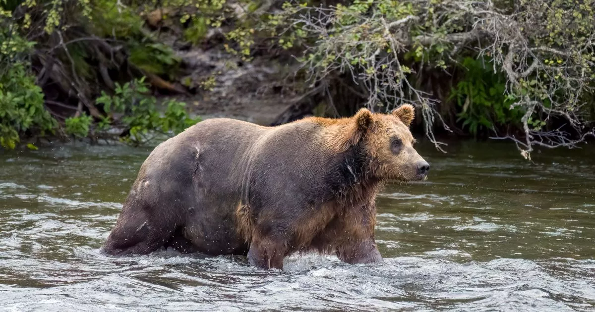Camper found dead in suspected bear attack days after sending photos of animal to family
