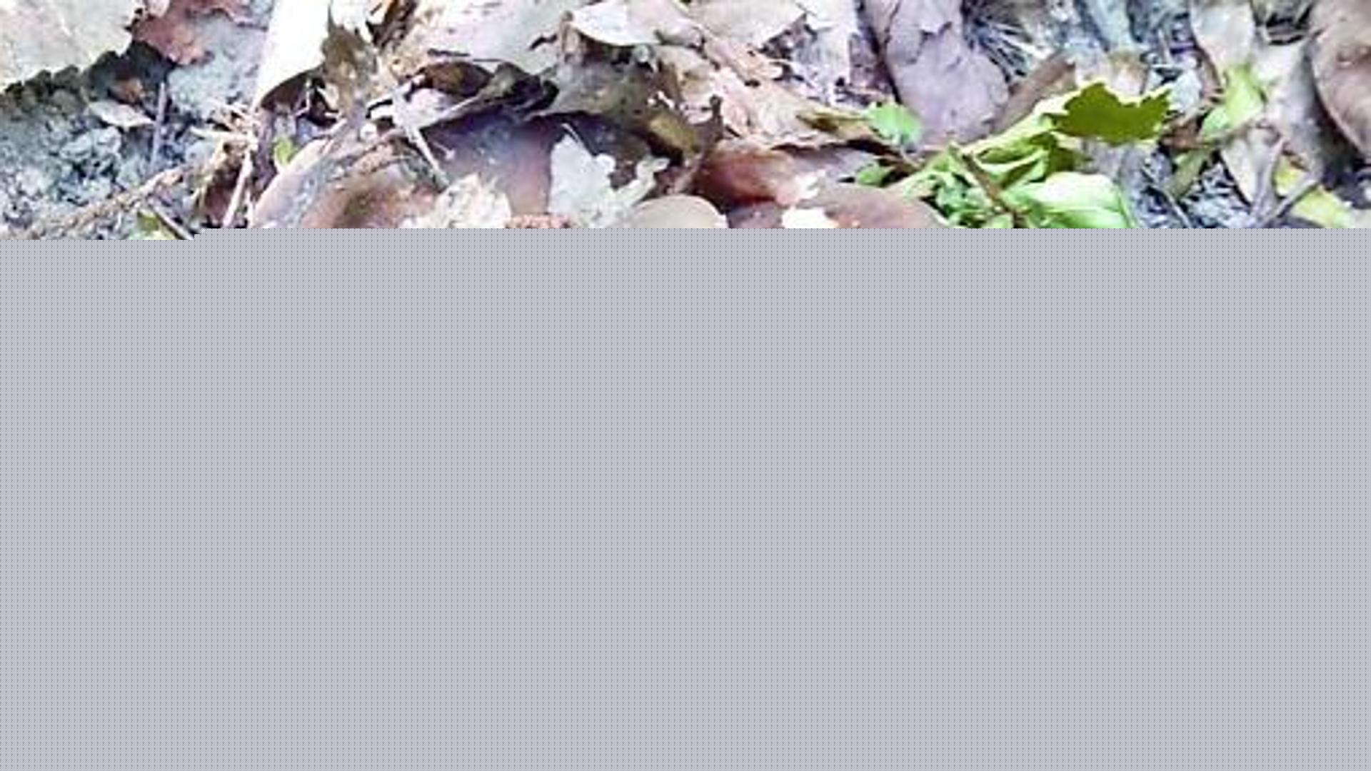 Valle Staffora, boom di porcini. Ma per i cercatori irregolari arrivano le multe