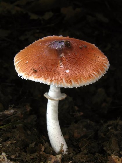 FUNGUS of the DAY: Leucoagaricus rubrotinctus, the Ruby Dapperling!