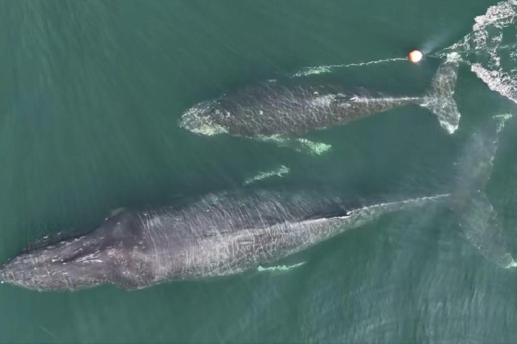 VIDEO: B.C. whale watching captain sounds alarm for tangled humpback calf