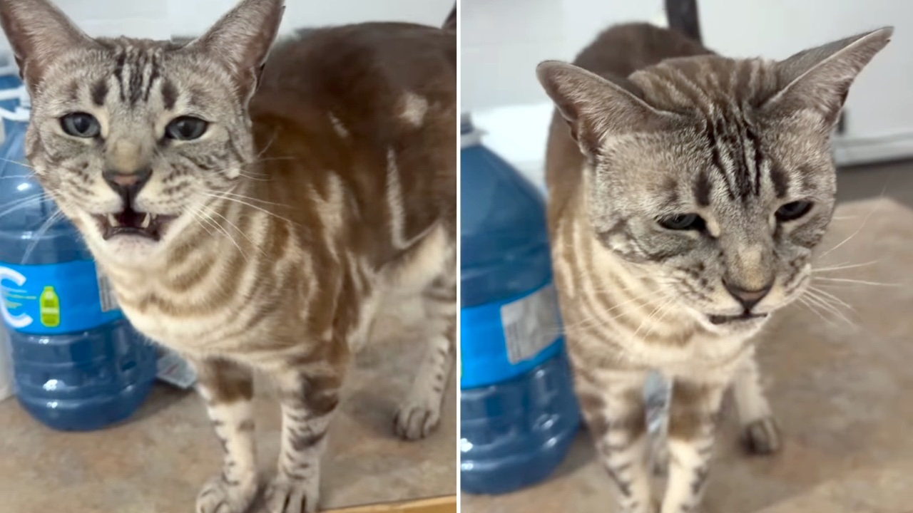 Cat Says ‘Cow’ Instead of ‘Meow’