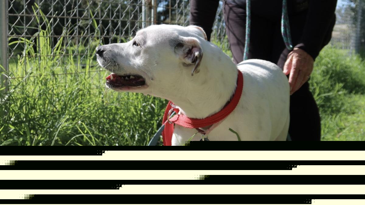 “Worst year yet”: Nambeelup K9 Rescue faces all-time high of surrender rates