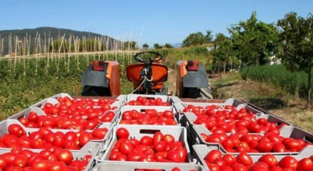 Agroindustria, in Campania il record di contratti di filiera finanziati dal Pnrr