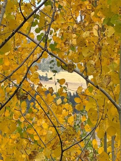 Caldera Action: Cows, Public Lands, Fall Fiesta