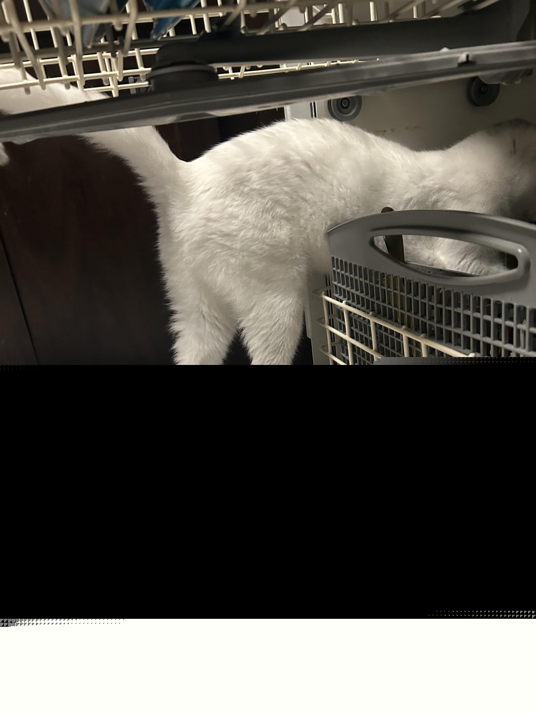 Cats - Maintenance worker