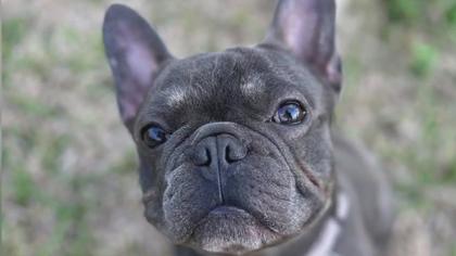 Houston family's dog dies in pet sitter's care
