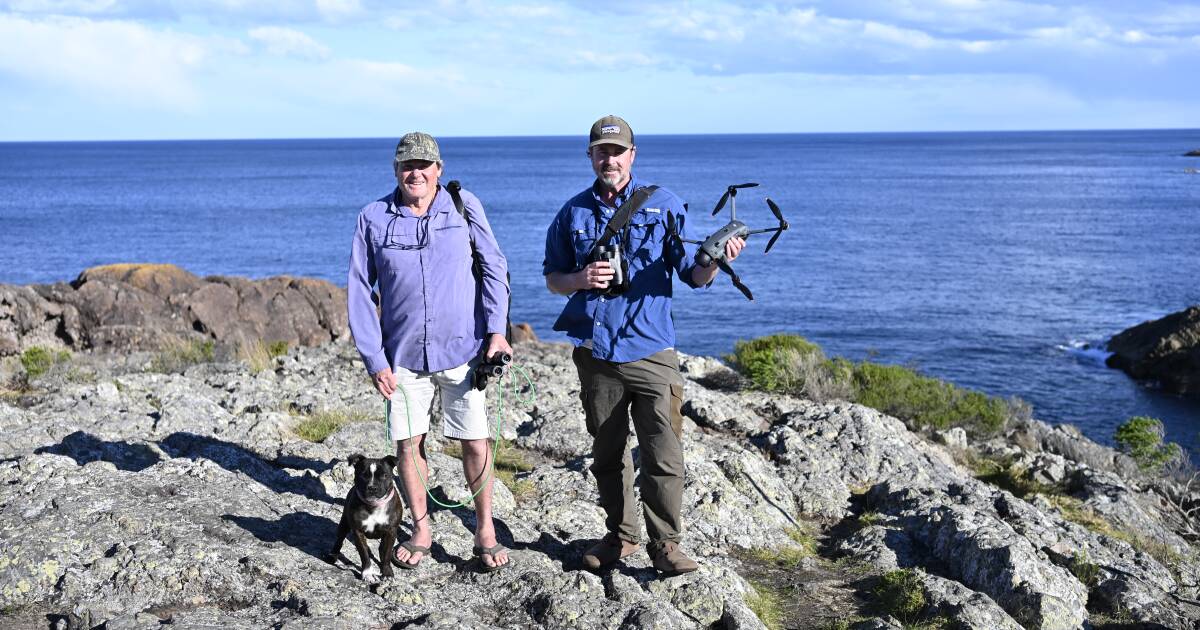 Whale watching with a drone? Experts share secrets to the perfect whale shot