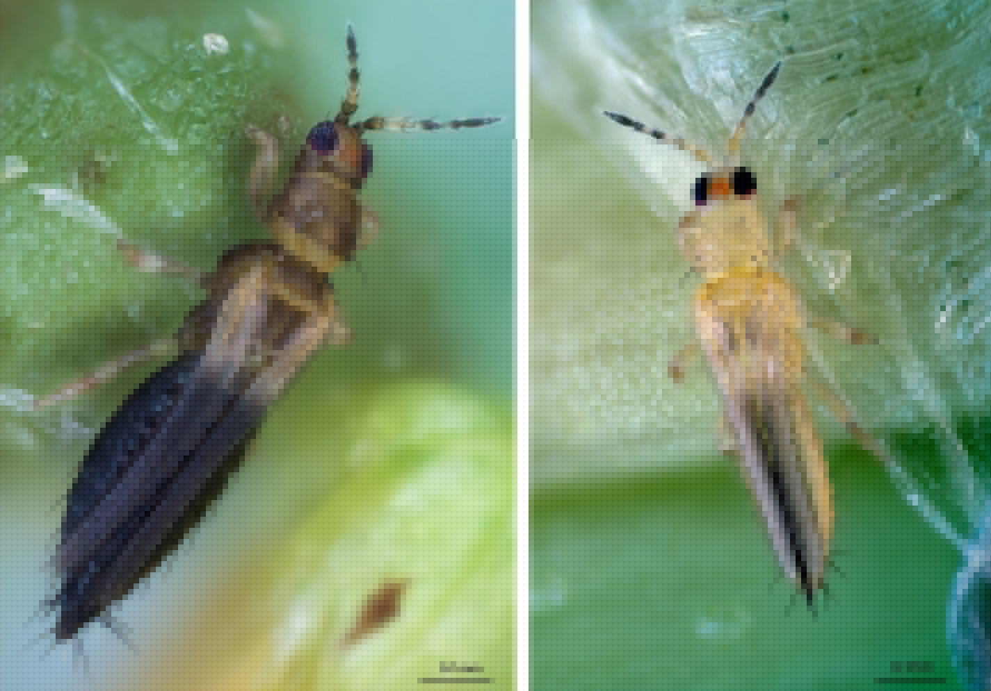 Meet Thrips parvispinus: The Tiny Thrips Becoming a Big Problem