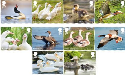 PICTURE SPECIAL - Royal Mail's new 'quacking' set of duck stamps really fits the bill