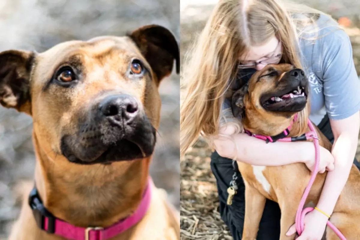 South Dakota Dog Looking for Miracle While Waiting For New Home