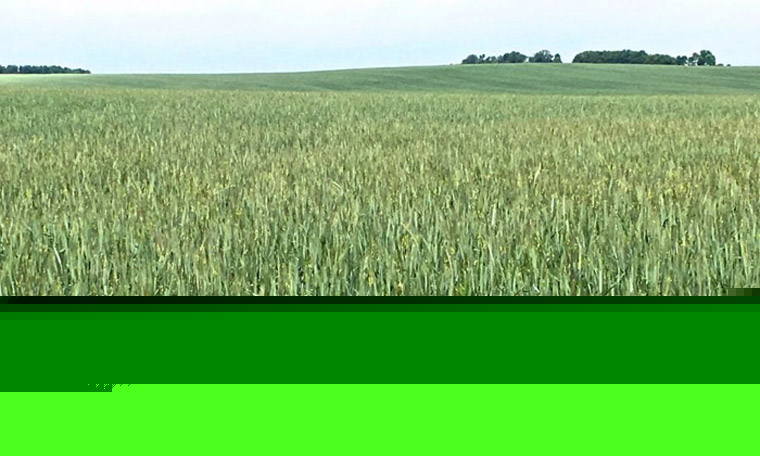 Warmer temperatures across province accelerate crop development