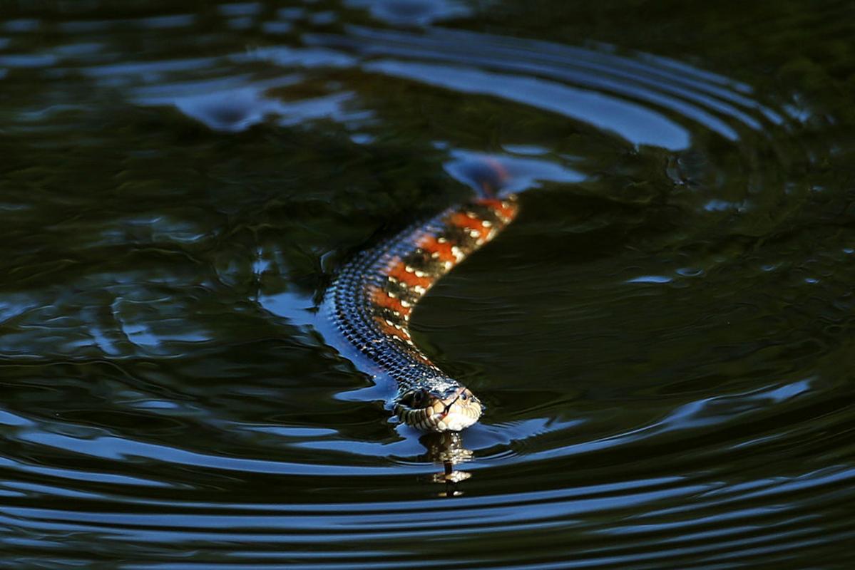 Don't Like Snakes? Don't Swim In These Massachusetts Lakes
