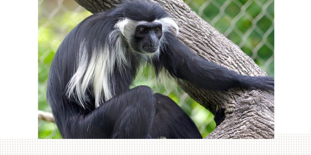 New monkey species found in Africa