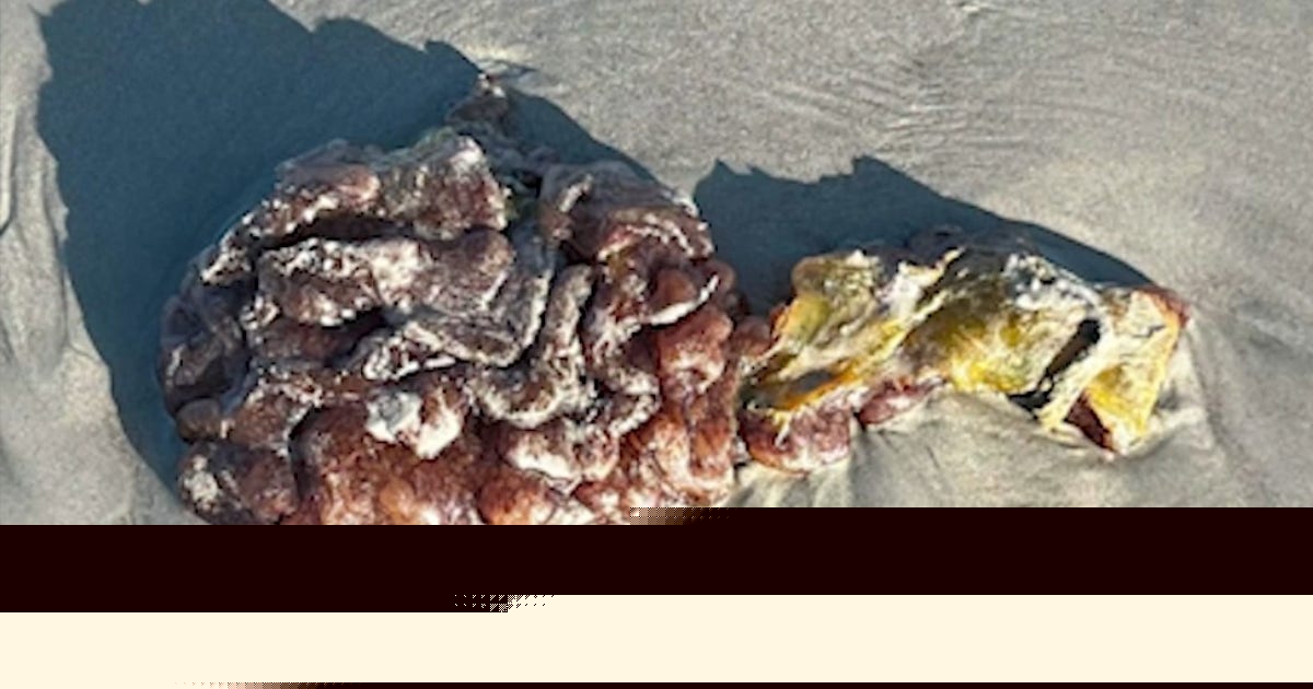 What is sea pork? Strange blob washes ashore on Florida's Space Coast