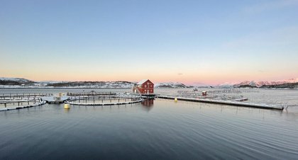 Norway posts timeline for new aquaculture welfare regs