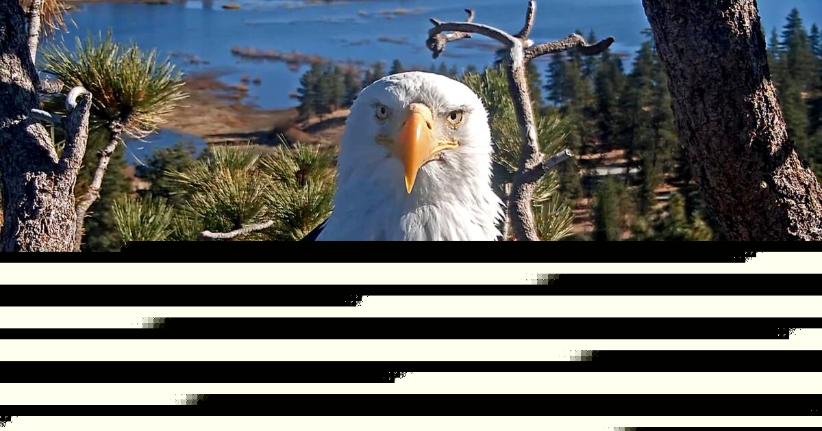 Big Bear bald eagle Jackie leaves intensive care but remains 'very sick'