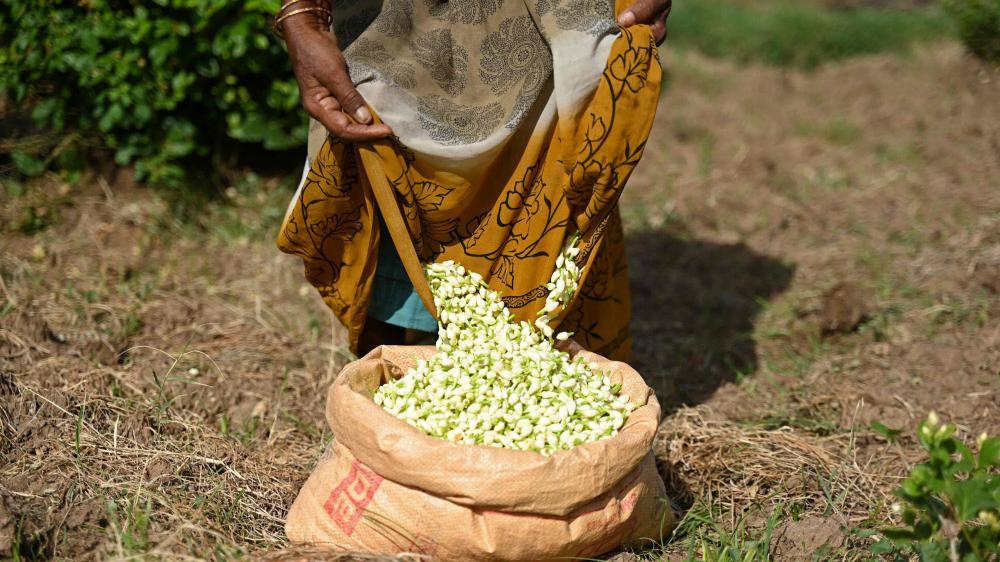 Why are jasmine prices in Kerala soaring to ₹8,000 per kilo?