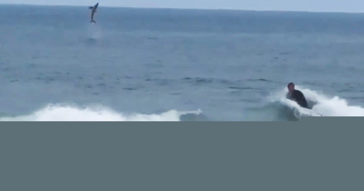 Watch: Great white shark jumps out of water behind surfer at California beach