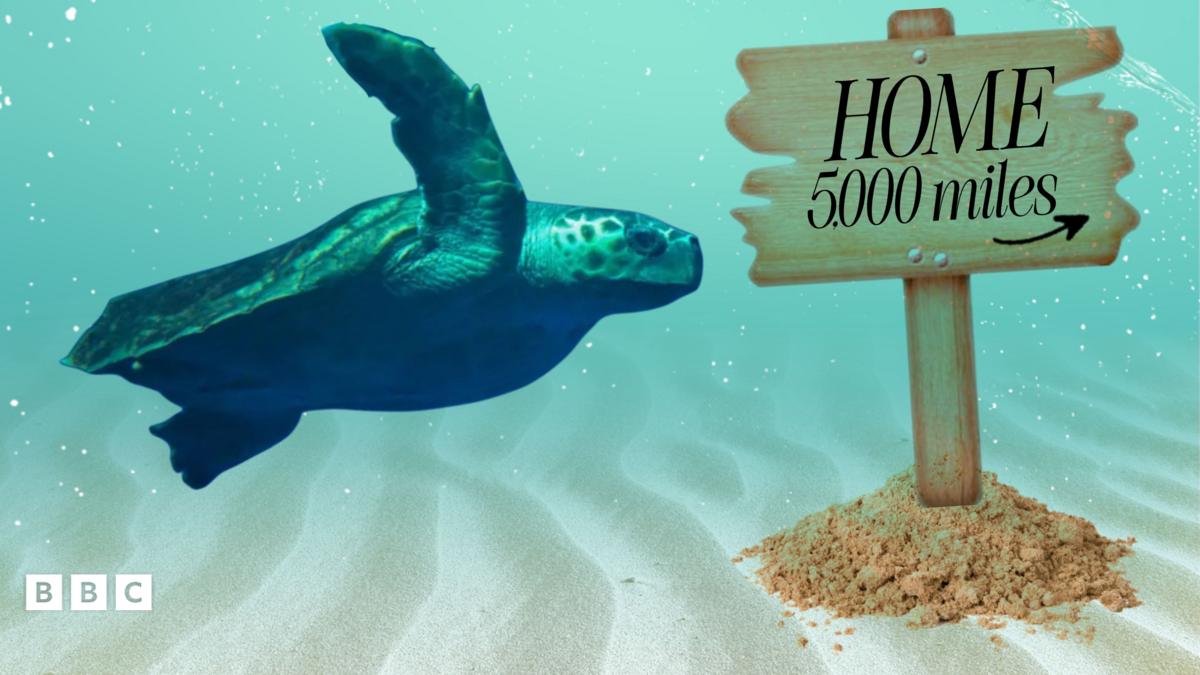 Lost turtle ready to return to home – 5,000 miles away