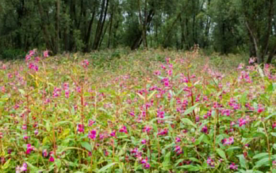 Appeal for volunteers as Balsam Bash is back at Lickey Hills