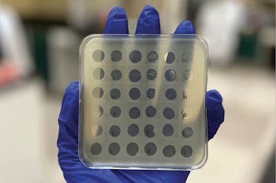 URI College of Pharmacy researcher harvests natural viruses to seek treatment for multidrug-resistant bacteria