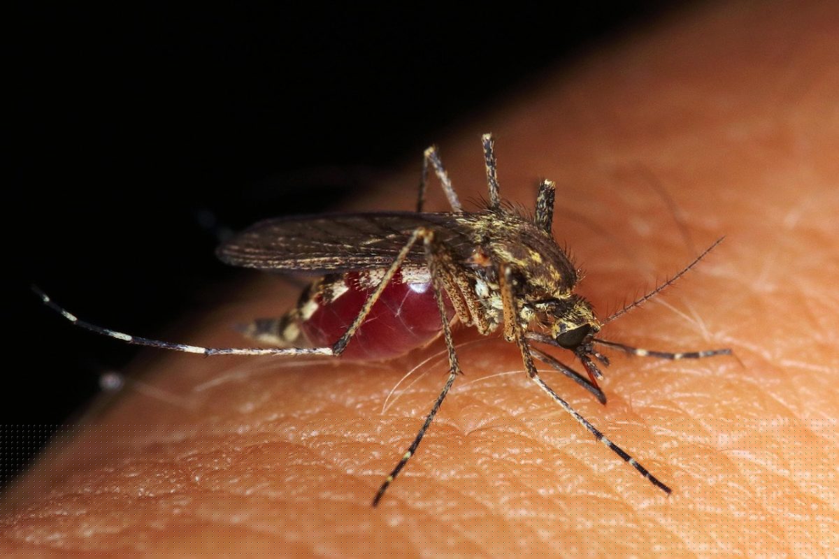NHS searches for bites and stings surge during England's four heatwaves