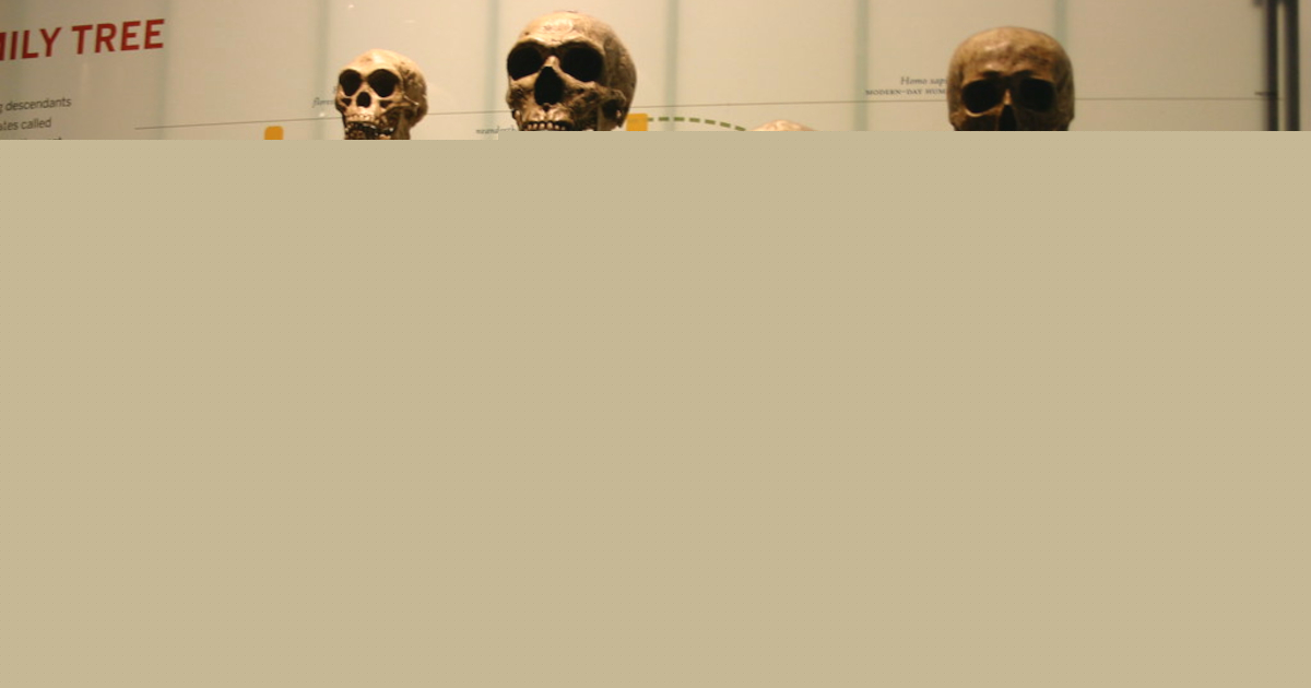 Il segreto dell’evoluzione umana? Liberarsi dal giogo della selezione naturale