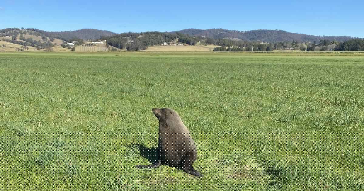 Bega Valley farmer finds a surprising new addition to his livestock