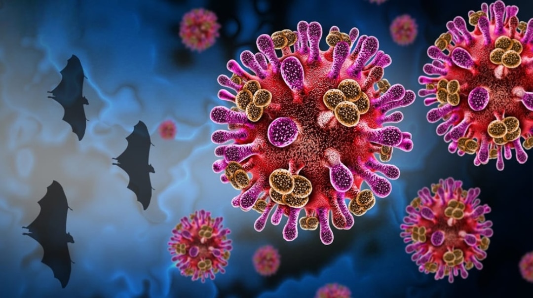 How to Prevent Nipah Virus Infection