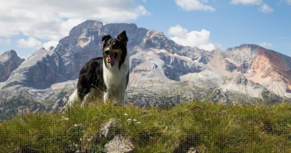 Satte Gebühr ab 2026 - Südtirol verlangt künftig Hunde-Taxe von Urlaubern