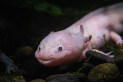 Brookfield Zoo Needs Your Help Naming its Newest Axolotl