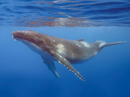 NSRI Takes On Tangled Giant, Extra Whales And Orcas In High-Seas Drama