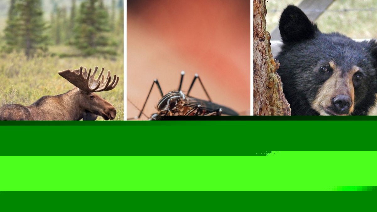 The Most Dangerous Animal in NY...is a Mosquito?