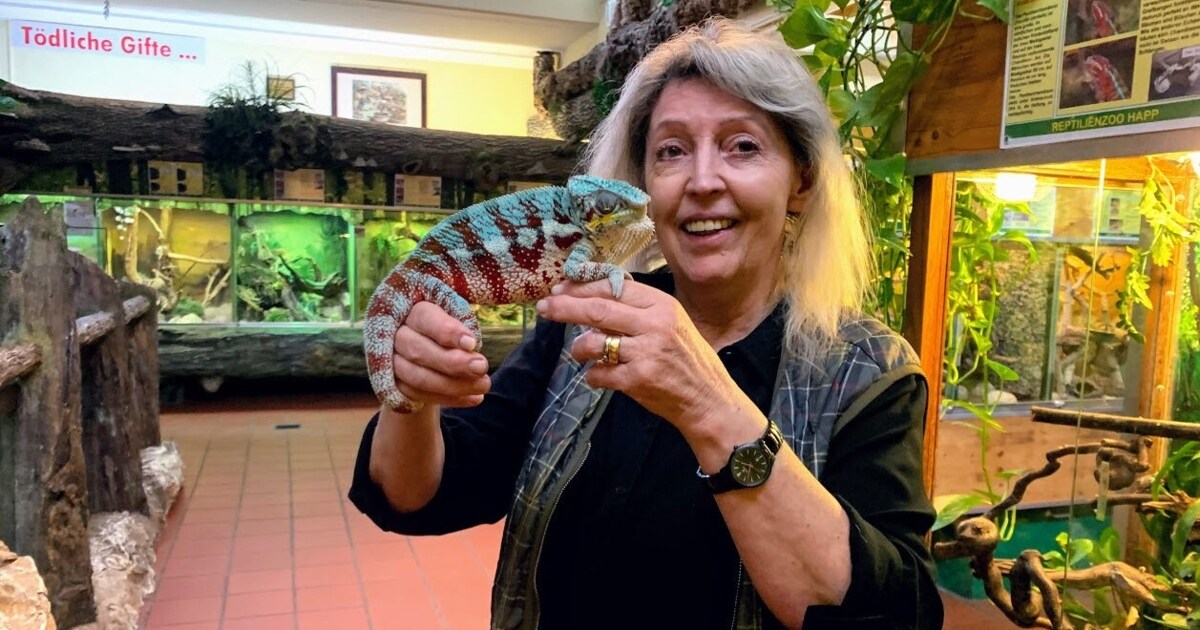 Tierasyl abgelehnt - Der Reptilienzoo ist voll: Expertin im Stadtsenat