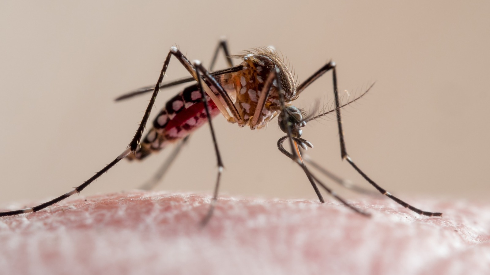 An Invasive Mosquito Breed Was Just Found In Idaho. Here's What It Could Mean