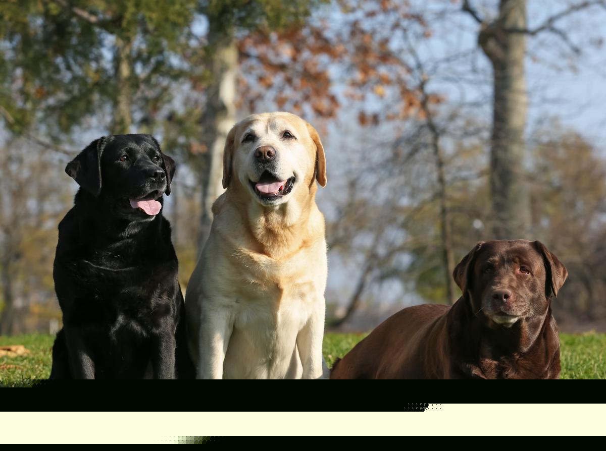 The Labrador Retriever Is Maine’s Top Dog—and Honestly, Of Course
