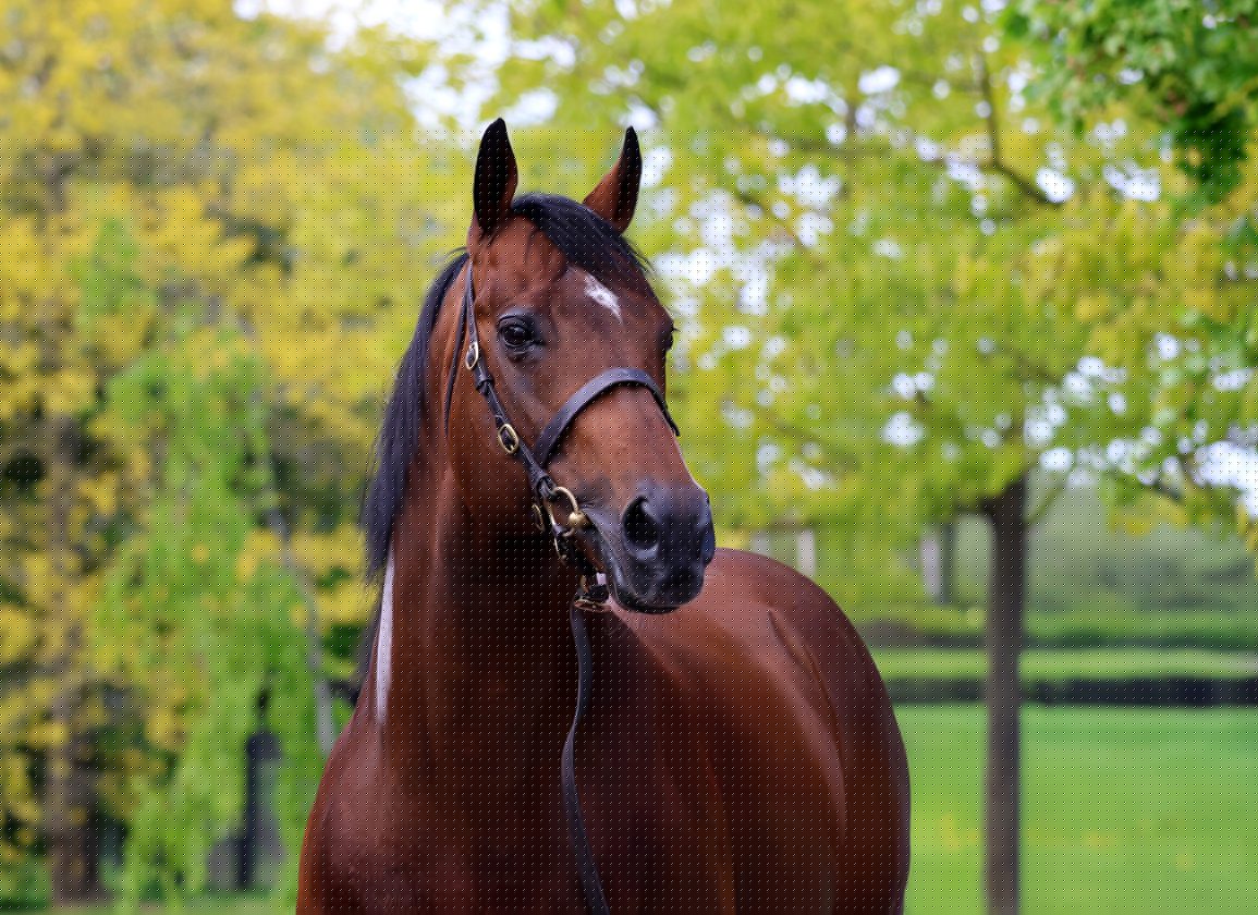 Wild Blossom Looks To Bounce Back At Goodwood