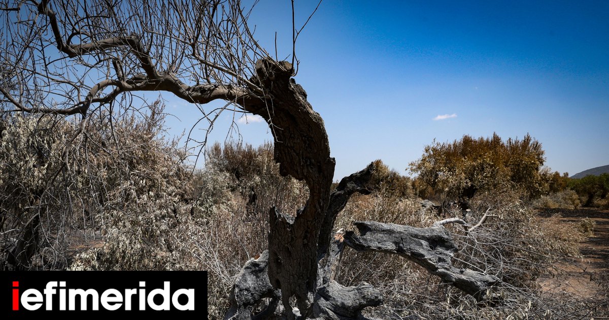 Το «πολωμένο μελτέμι» θέριεψε τις φωτιές στη Δυτική Αττική -«Από τα ισχυρότερα των τελευταίων 50 ετών» λέει ο Κολυδάς