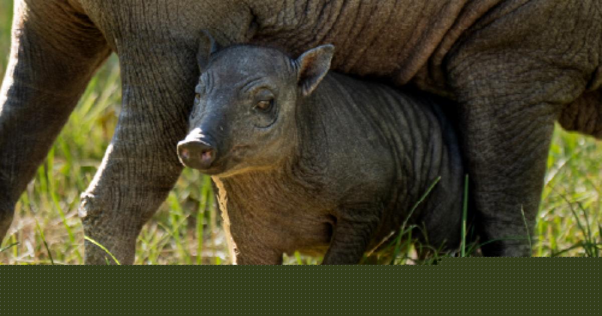Newborn 'pig-deer' at Chester Zoo is lifeline for threatened species