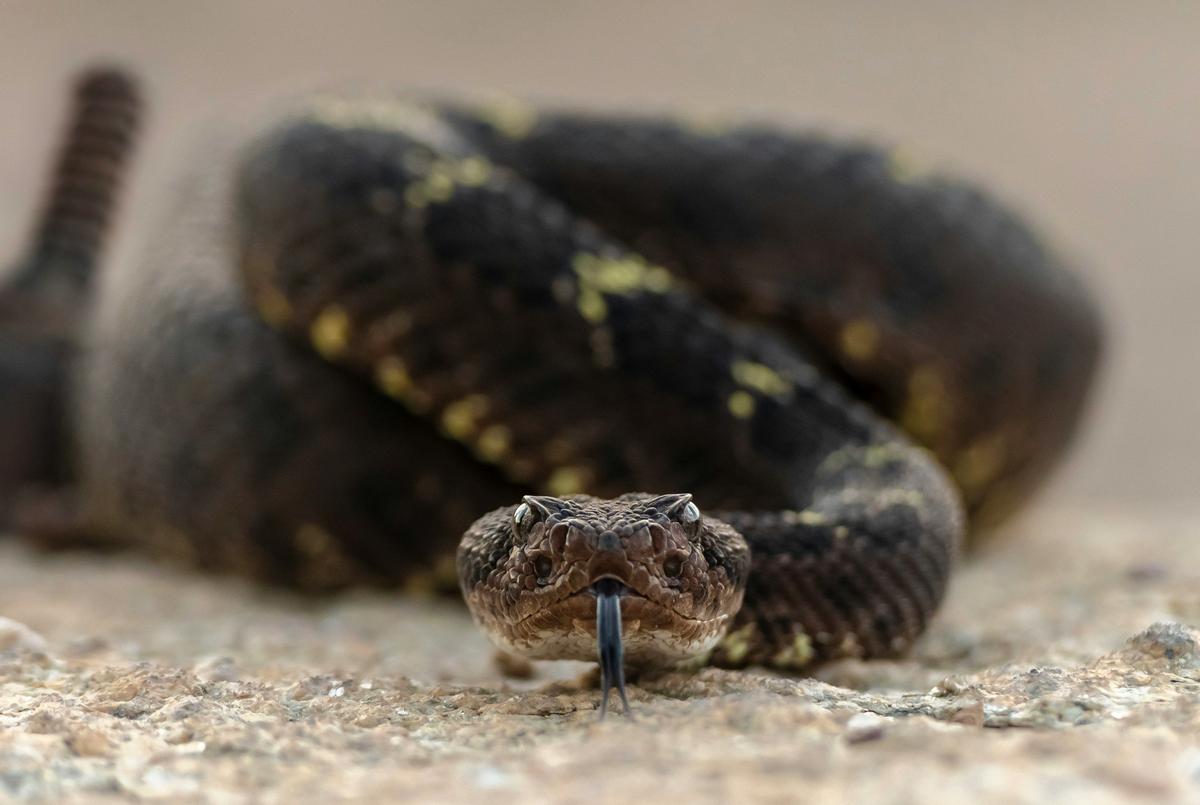 Missouri's 5 Venomous Snakes and How to Avoid Them