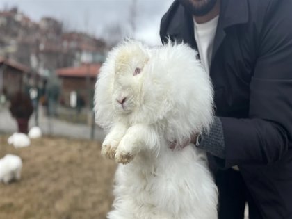 Türkiye'de nesli tükenen Ankara tavşanı yeniden yetiştiriliyor