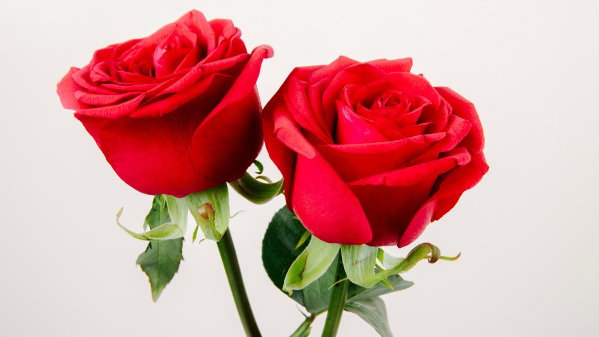 Rose Quotes: Finding Beauty Through Roses and Thorns