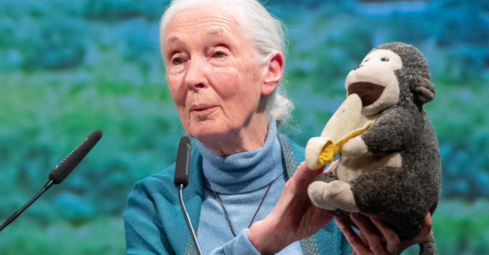 La primatologue britannique Jane Goodall s’est éteinte à l’âge de 91 ans