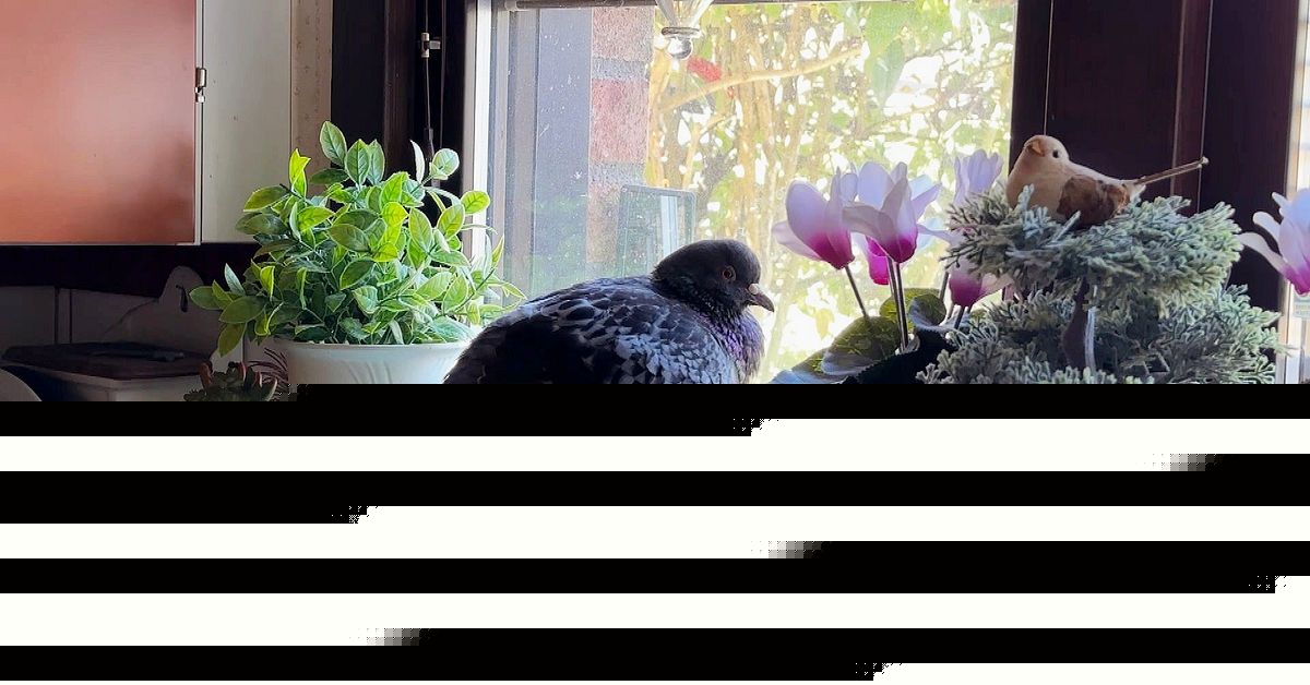 En vild duva har flyttat in hos Karin i Karlstad