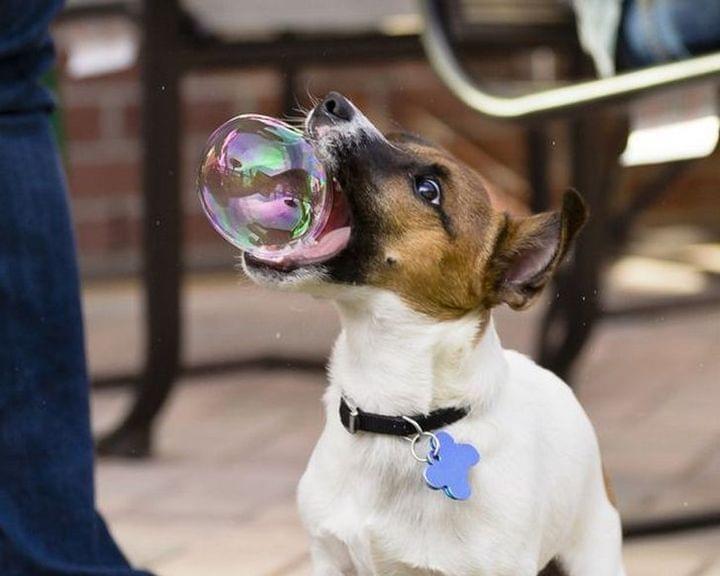 Perfectly Timed Photos - Bubbles