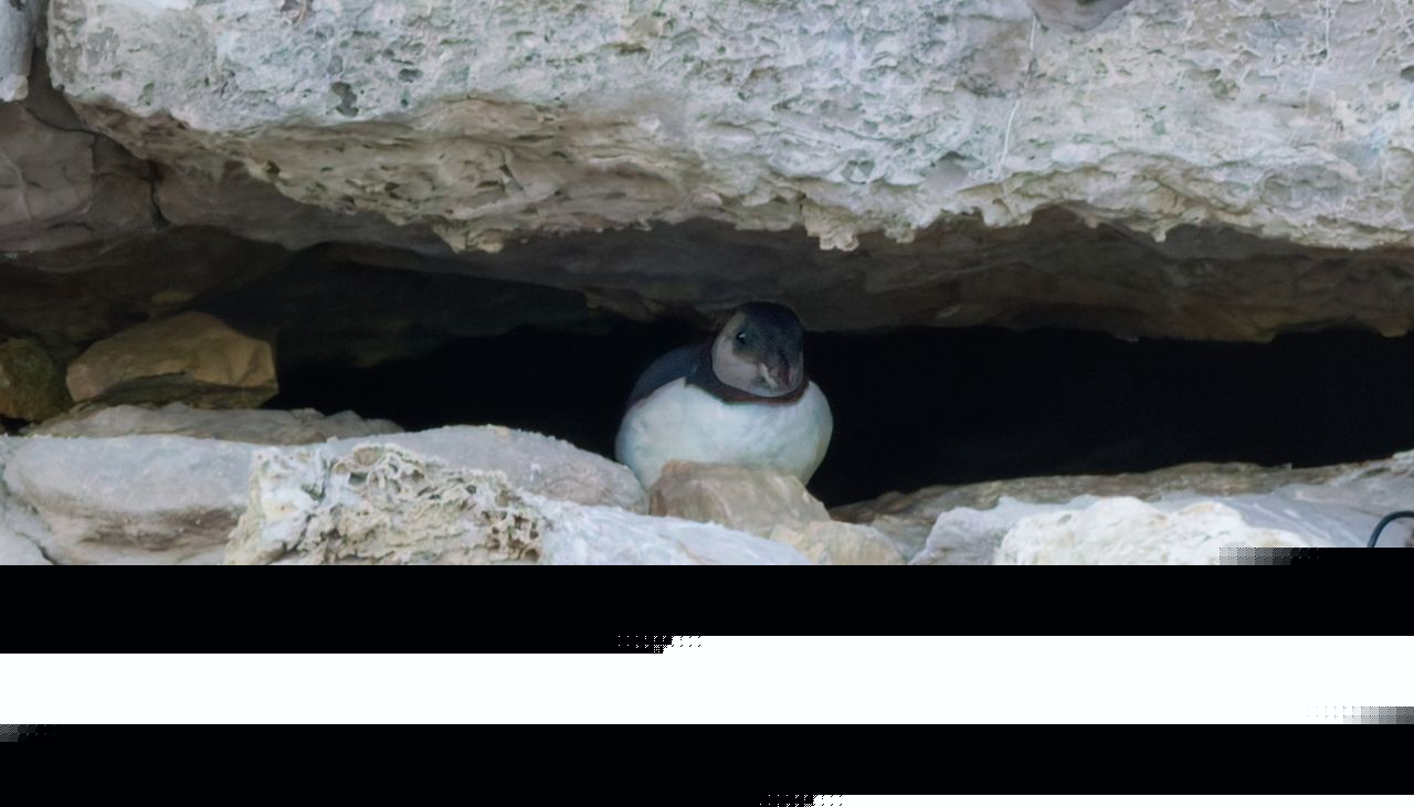 Young puffin sighting boosts hope for Dorset colony