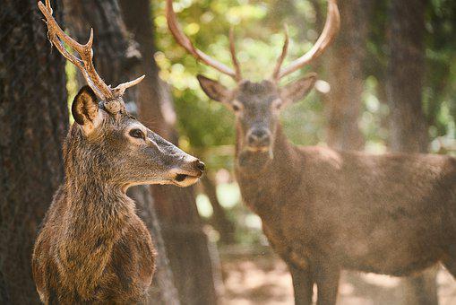 DMAP tags available Oct. 8 for Doodletown WMA deer hunt