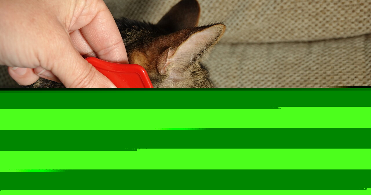 Peers call for ban on off-the-shelf pet flea treatments to protect environment